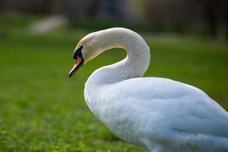 White swan portrait close-up in the park with a blurred background of green grass. Animal portrait