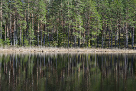 View of a quiet, beautiful forest lake on a summer day. On the shore there are coniferous and deciduous trees that are reflected in the water. summer landscapeの写真素材