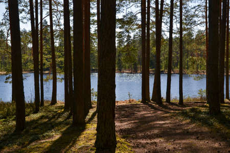 Sand trail to the lake through the pine forest on a sunny summer day. summer landscapeの写真素材