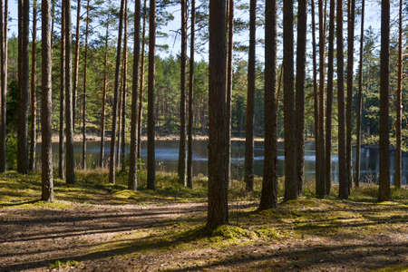 View in to tall pine trees on a summers day. summer landscapeの写真素材