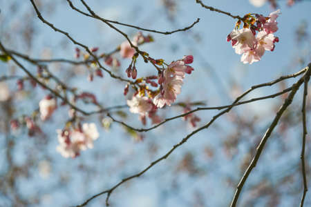 Beautiful flowering Japanese cherry - Sakura. Background with flowers on a spring day. Macro photographyの写真素材