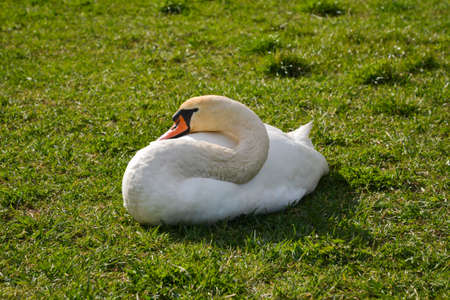 White swan portrait close-up in the park with a blurred background of green grass. Animal portraitの写真素材