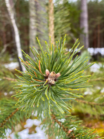 fresh spruce tree buds close up. Macro photographyの写真素材