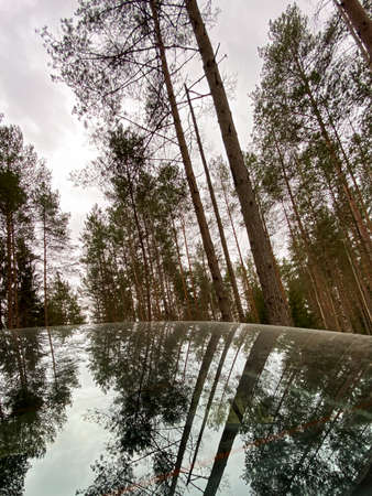 Beautiful leaves, trees and cloudy skies are reflected on the car's windshield and glossy hood. Landsacpeの写真素材