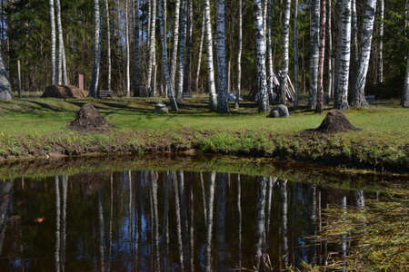 pond in a recreation area in the woods with red herbs on a warm summer day. Summer landscapeの写真素材