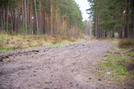 beautiful gravel dust road in Europe. Muddy, tough terrain for an extreme 4WD 4x4 vehicle. Forest landscape. Natureの写真素材
