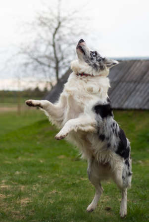 The black and white border collie stands on two hind legs on the green grassの写真素材