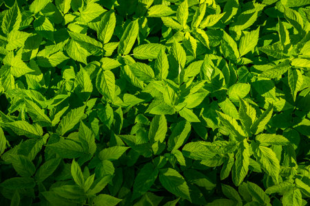 Top view Fresh green lawns for background, backdrop or wallpaper. Plains and grasses of various...