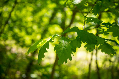 Green leaf of a tree with a sun flare on the tree, closeup.の写真素材