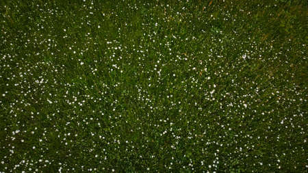 Aerial shot in the meadow Daisy blooms. Oxeye daisy, Leucanthemum vulgare, daisy, Dox-eye, common...