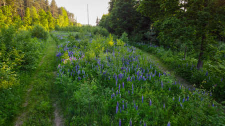 Aerial shot. Lupine meadow in a green forest in the middle of car driveways dirt roads in the forest.の写真素材