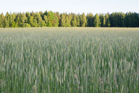 Wheat field image. View on fresh ears of young green wheat and on nature in spring summer field close-up. With free space for text on a soft blurry sky backgroundの写真素材