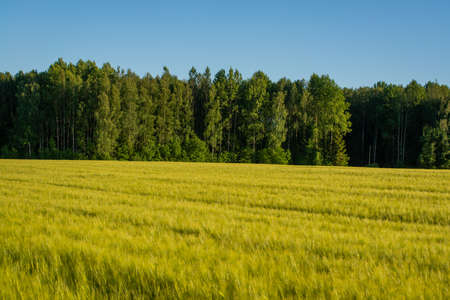 huge beautiful winter rye field near a green forest with blue skies.