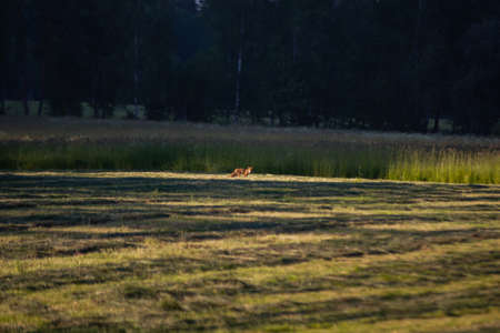 Agricultural meadow with freshly cut green grass where a fox stands