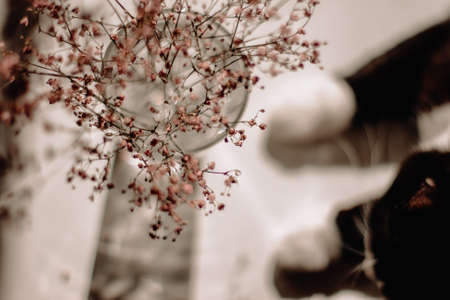 Selective focus on pink summer flowers in a glass vase on a white table in the sun lit with a black cat in the background.の写真素材