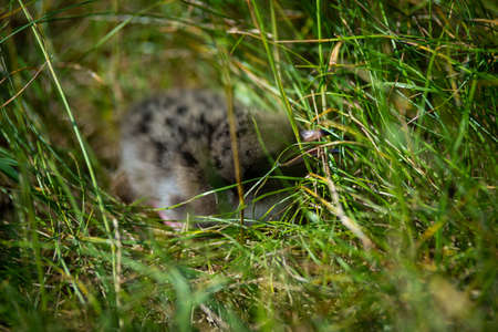 baby seagull chick hiding among the green grass