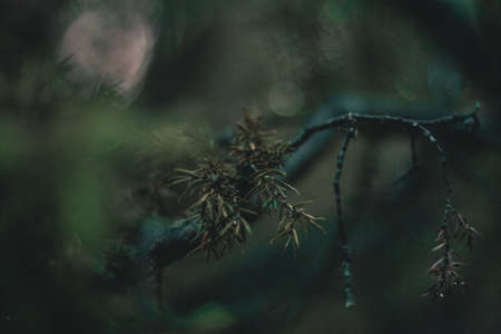Close-up of juniper needles with raindrops on them.