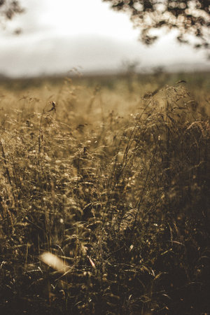 Close-up of grass stalks lit by the golden evening sun at sunset.