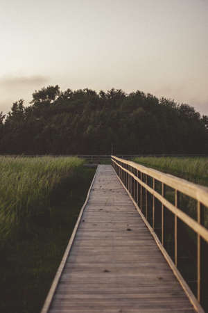 Pedestrian tourist wooden walking trail in the swamp with wooden protective barriers. Meadow with long green grass.の写真素材