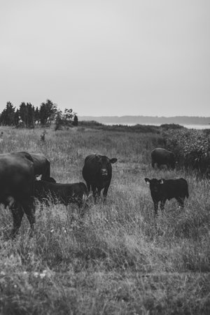 Black Angus cows graze in silhouette against the sunset sky. with electric fence fencing and tree silhouettes in the pasture field. summer landscapeの写真素材
