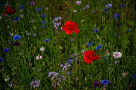 Vivid poppy field. Beautiful red poppy flowers on green fleecy stems grow in the field. Close-up of...