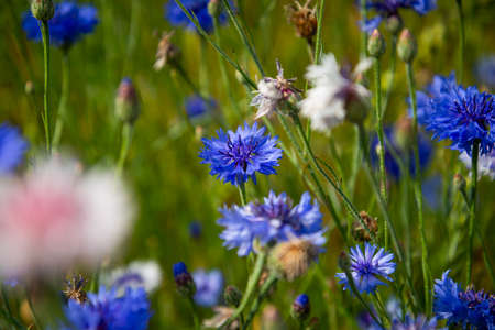 Blue flowers cornflowers in the garden. Cornflower in the flowerbed. Summer Blue wildflower. cornflowers.の写真素材