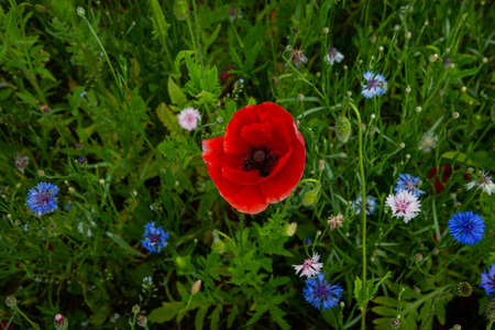 Red flowers of great scarlet poppyの写真素材
