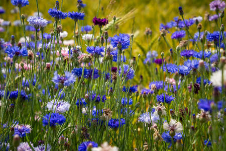 Blue flowers cornflowers in the garden. Cornflower in the flowerbed. Summer Blue wildflower. cornflowers.の写真素材