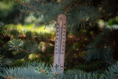 Thermometer shows high temperatures in celsius with pretty green colors of coniferous tree in summer...
