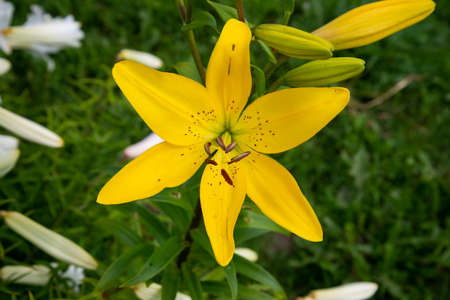 Close up of Yellow lily flower. Hemerocallis also called Lemon Lily, Yellow Daylily, Hemerocallis flava. Yellow lily flower, known as Lilium parryi, beautiful. Close up. Top view.の写真素材