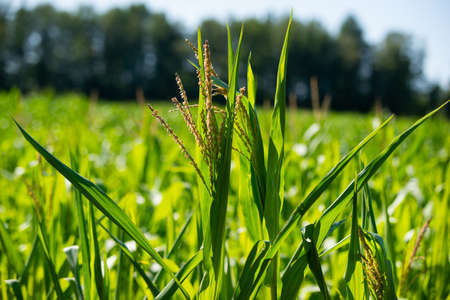 summer meadow grass and weed texture. abstract green foliage blur background with shallow depth of fieldの写真素材