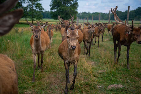 flock of young deer in the safari park.の写真素材