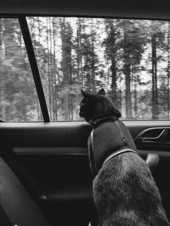 black cat with a white collar looks out the window of a car in the cabin.の写真素材