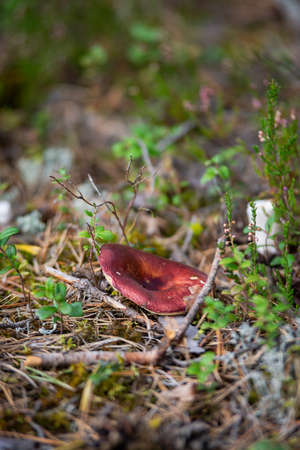 Red-cap boletus Mushroom with fall leaves Autumn Nature forest seasonal concept view from the groundの写真素材