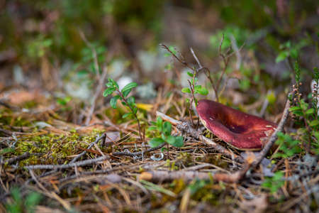 Red-cap boletus Mushroom with fall leaves Autumn Nature forest seasonal concept view from the groundの写真素材