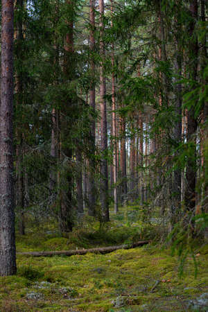 Mighty green trees  close-up. Dark atmospheric landscape. Nature, ecology, ecotourism, environmental conservation in Europe. Panoramic viewの写真素材