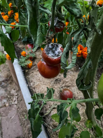 Red rotten tomato with green tomato leaves in a greenhouse in autumn.の写真素材