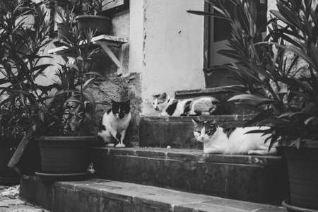 Three cats with white and black fur are lying on wooden stairs next to green plants. Black and white...