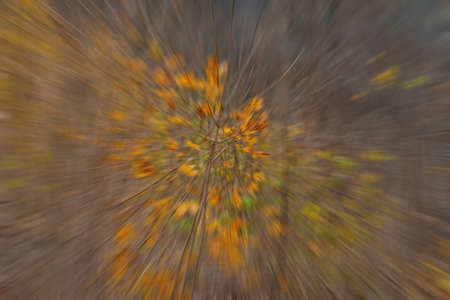 abstract blur background. autumn colors of nature