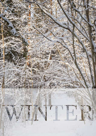 Frosty winter landscape in snowy forest. Xmas background with fir trees and blurred background of winter with text Winterの写真素材