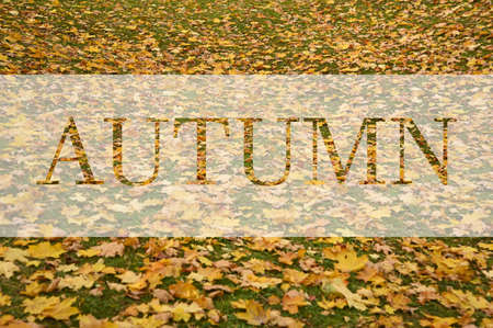 AUTUMN, greeting text on colorful fall leaves background. AUTUMN text. Word Autumn. Creative nature concept. Minimal flat lay. Poster, banner with autumn concept. Fall season greeting cardの写真素材