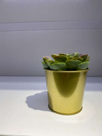 Golden pothos in a gold decorative pot. Basic easy to care for houseplantの写真素材