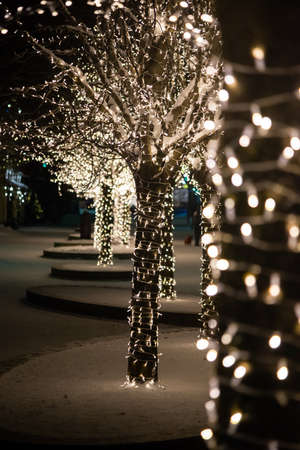 Outdoor illuminated tree stock images. Golden lighted tree outdoor. Outdoor tree lighting stock images. Shiny tree on a black background. Beautiful Christmas lightsの写真素材