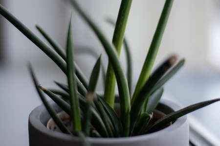 Close-up of green leaves. Landscaping at home and office.