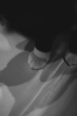 Close-up of a black cat's white paw. The cat sits in the bath after washing. Drops of water on the bath floor.の写真素材