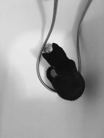 A black cat sits in a white bath and watches the water drain.の写真素材