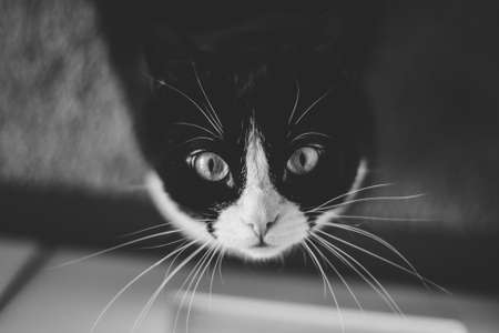 Black fluffy cat with yellow eyes sits on a white paklÄja floor and looks upの写真素材