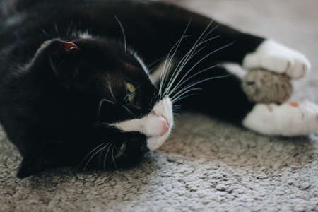 cute black cat with a white neck is lying on his back on the carpet holding the toy ball in his paws.の写真素材