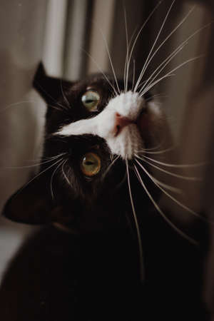 Beautiful black cat sitting on windowsill and looking to a windowの写真素材