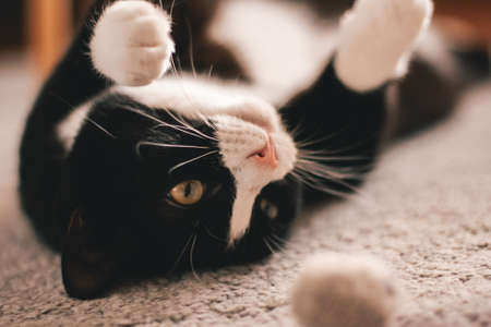 cute black cat with a white neck on his back is lying on the carpet and staring at his toy ball